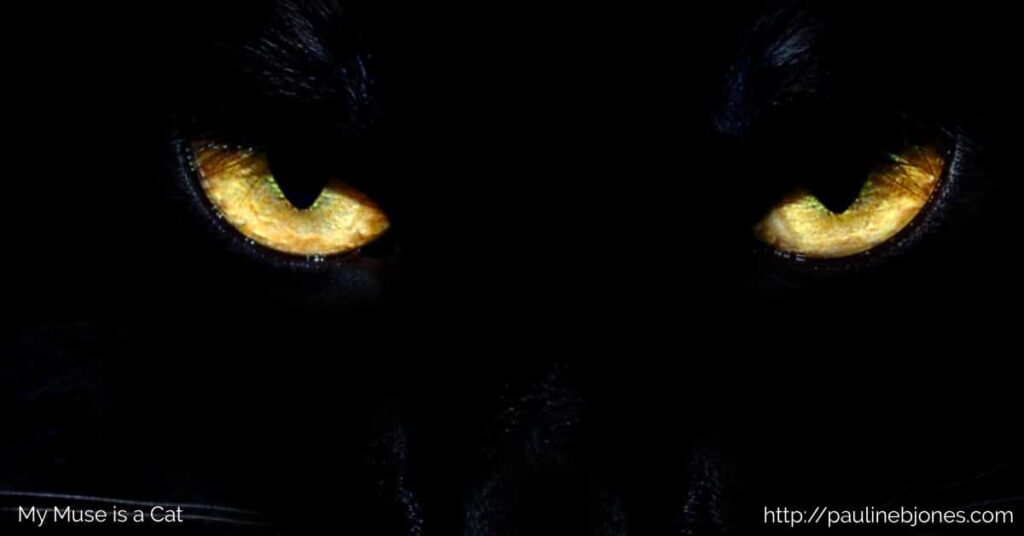 Cat staring